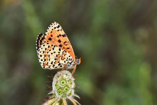 Benekli parhan (Melitaea didyma)