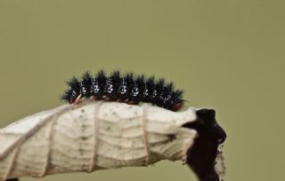 parhan (Melitaea cinxia)