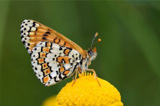 parhan (Melitaea cinxia)