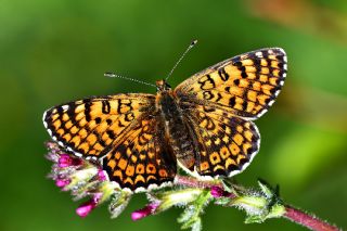 parhan (Melitaea cinxia)