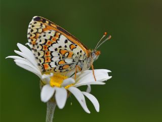 parhan (Melitaea cinxia)