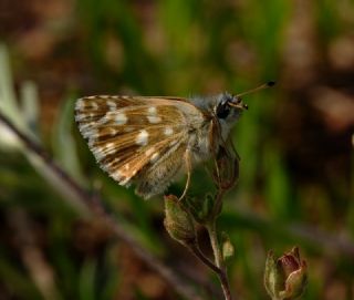 Kzl Zpzp (Spialia orbifer)