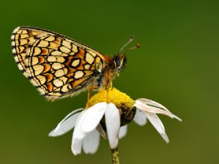 Amannisa (Melitaea athalia)