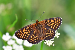 Amannisa (Melitaea athalia)