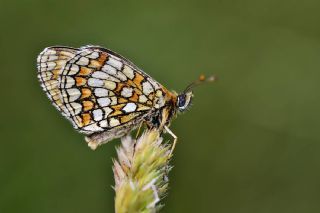 Amannisa (Melitaea athalia)