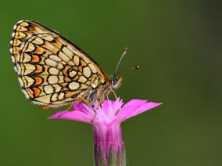 Amannisa (Melitaea athalia)