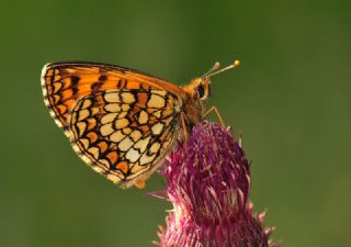 Amannisa (Melitaea athalia)