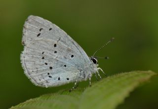 Kutsal Mavi (Celastrina argiolus)