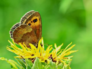 sko Gzelesmeri (Erebia aethiops)