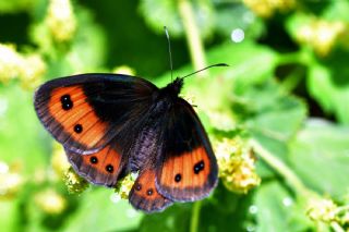 sko Gzelesmeri (Erebia aethiops)