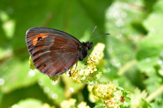 sko Gzelesmeri (Erebia aethiops)