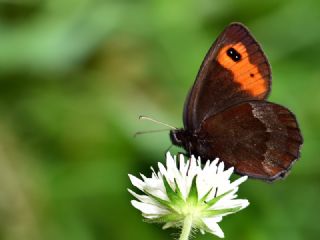 sko Gzelesmeri (Erebia aethiops)