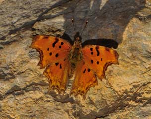 Anadolu Y�rt�kp�rt���&nbsp;(Inachis&nbsp;egea)