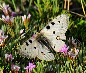 Apollo (Parnassius apollo)