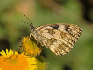 Orman Melikesi (Melanargia galathea)