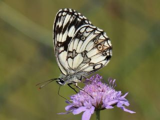 Orman Melikesi (Melanargia galathea)