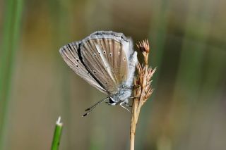 okgzl Anadolu Beyaz (Polyommatus menalcas)