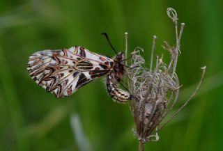 Gney Fistosu (Zerynthia polyxena)