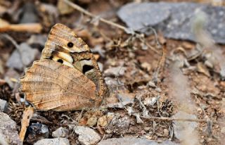 Cad (Chazara briseis)