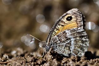 Seyit (Arethusana arethusa)