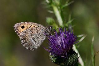 Seyit (Arethusana arethusa)