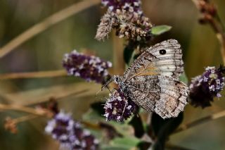 Seyit (Arethusana arethusa)