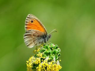 Kk Zpzp Perisi (Coenonympha pamphilus)