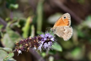 Kk Zpzp Perisi (Coenonympha pamphilus)