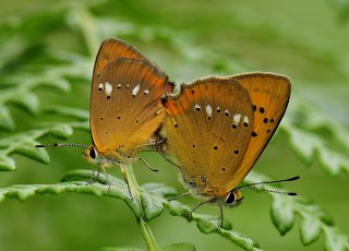 Orman Bakr Gzeli (Lycaena virgaureae)