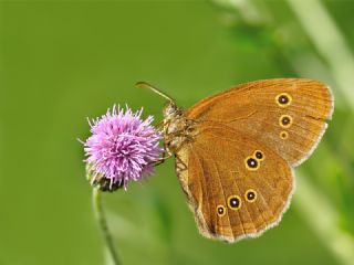 Halkack (Aphantopus hyperantus)
