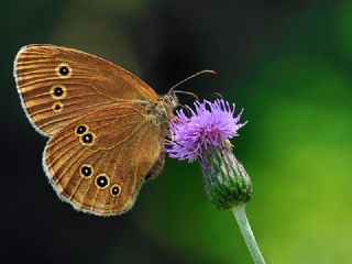 Halkack (Aphantopus hyperantus)