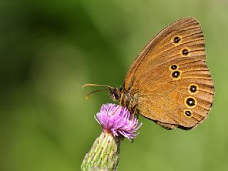 Halkack (Aphantopus hyperantus)