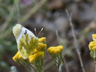 Zegris (Zegris eupheme)