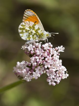 Turuncu Ssl (Anthocharis cardamines)