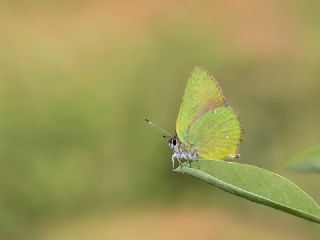 Byk Beyazmelek  (Pieris brassicae)