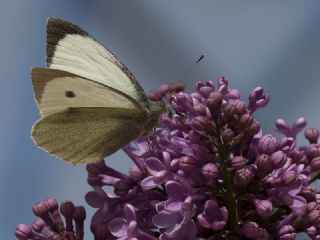 Kutsal Mavi (Celastrina argiolus)
