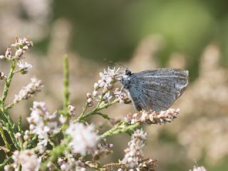 Yalanc Apollo (Archon apollinus)