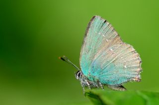 Zmrt (Callophrys rubi)