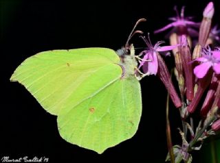 Orakkanat (Gonepteryx rhamni)