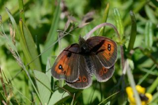 Harem Gzelesmeri (Erebia ottomana)