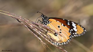 Sultan (Danaus chrysippus)