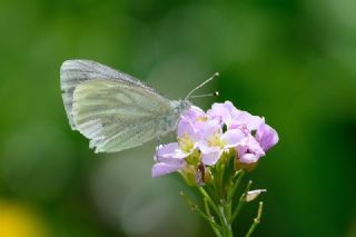 izgili Da Beyazmelei (Pieris bryoniae)