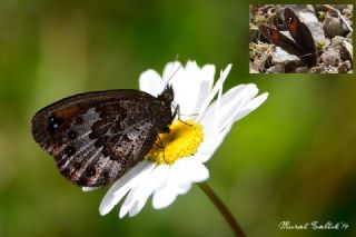 Laz Gzelesmeri (Erebia hewitsonii)