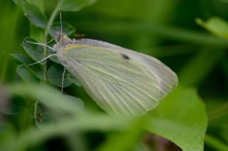 Byk Beyazmelek  (Pieris brassicae)