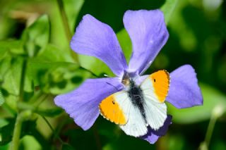 Turuncu Ssl (Anthocharis cardamines)