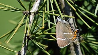 Karaaa Sevbenisi (Satyrium w-album)