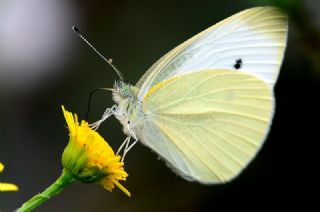 Kk Beyazmelek (Pieris rapae)