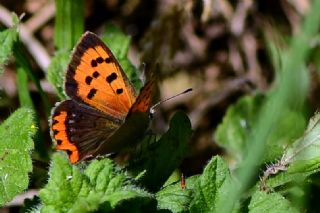 Benekli Bakr Gzeli (Lycaena phlaeas)