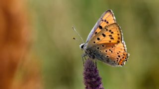 Byk Mor Bakr Gzeli (Lycaena alciphron)