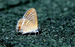 Lampides (Lampides boeticus)
